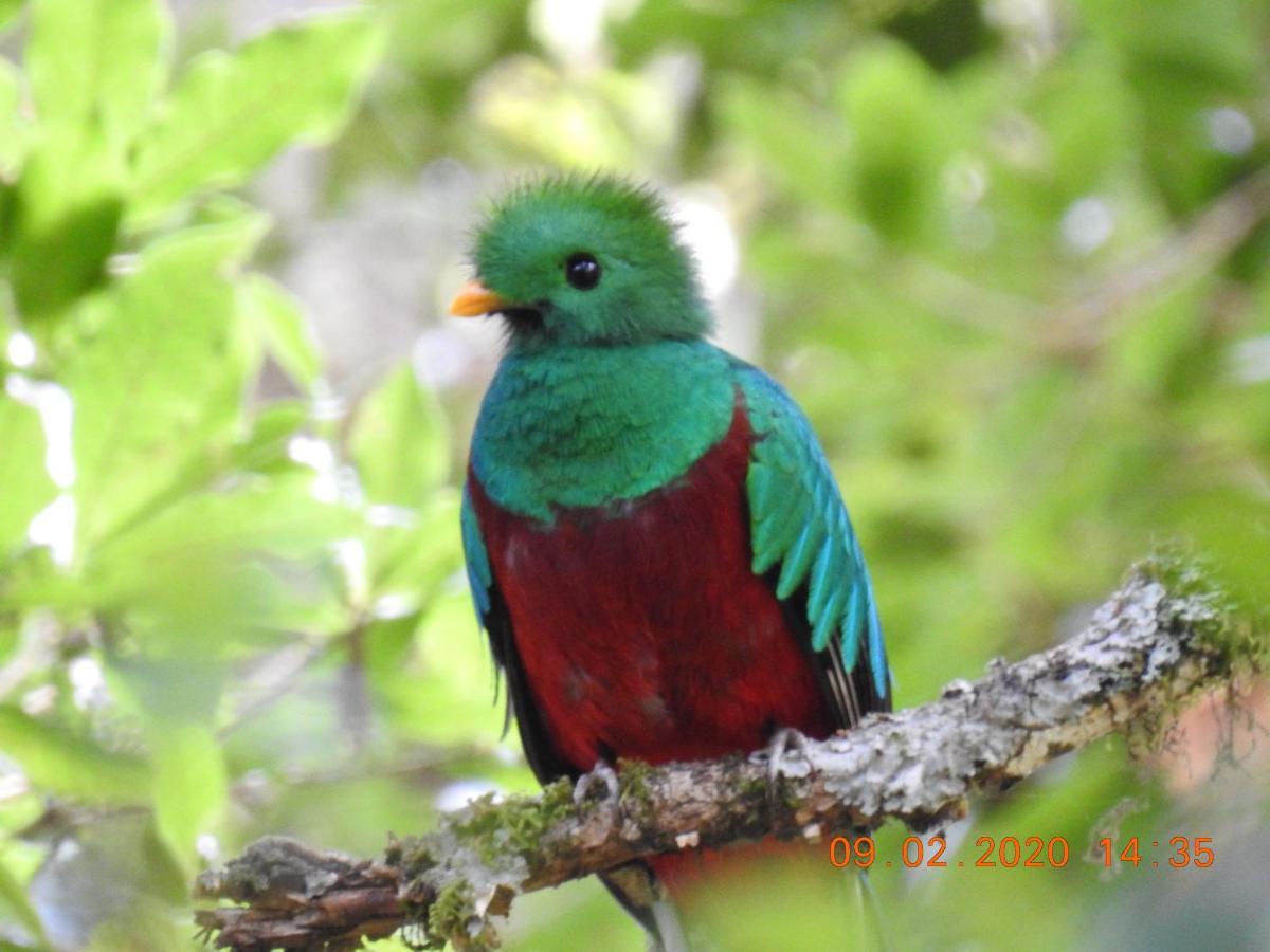 Miriam'S Quetzals Lodge San Gerardo de Dota Exterior foto