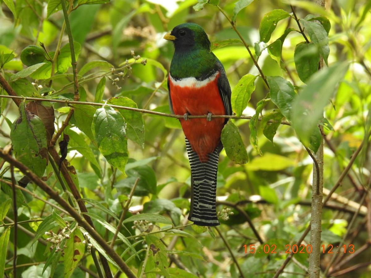 Miriam'S Quetzals Lodge San Gerardo de Dota Exterior foto