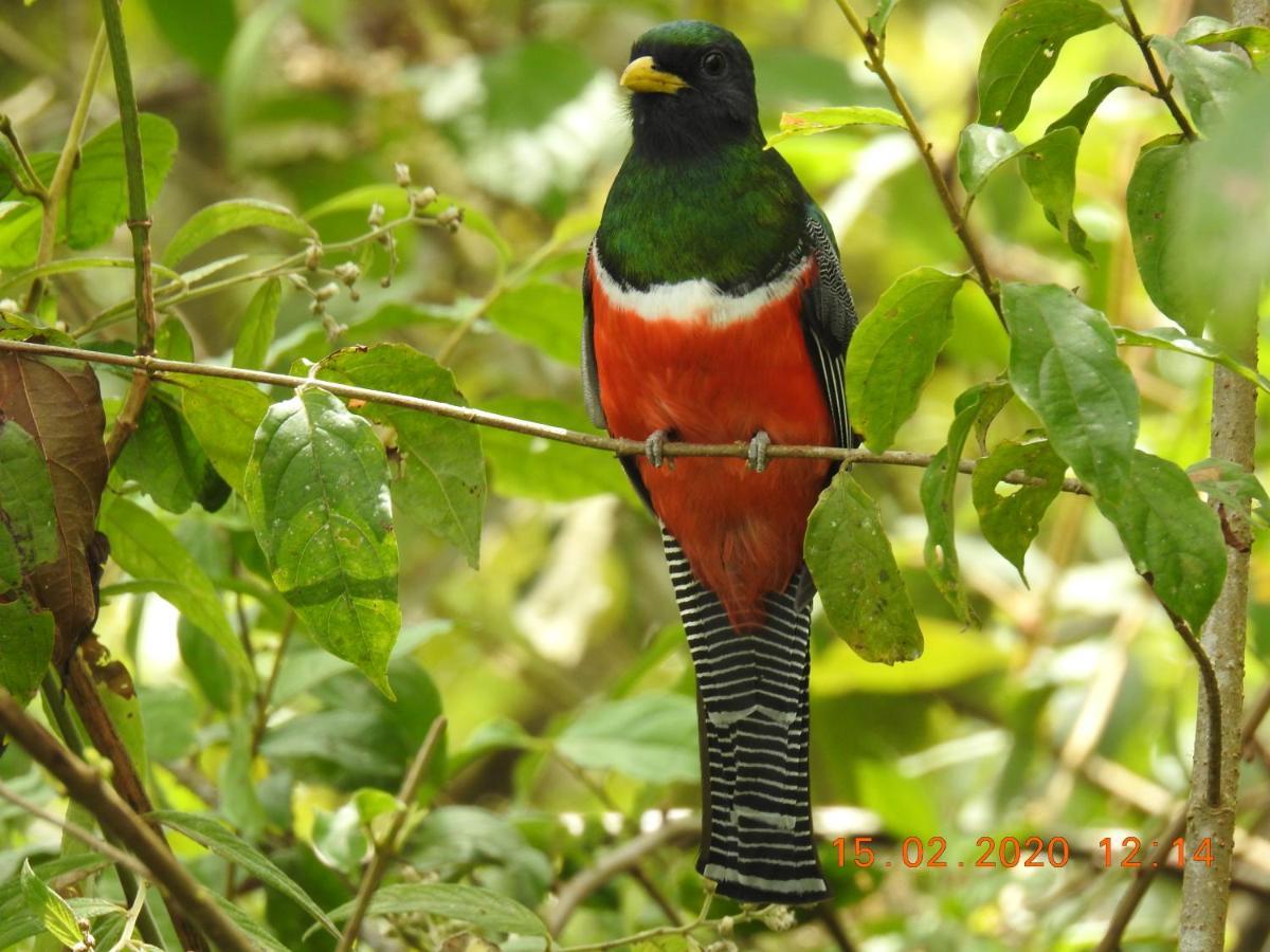 Miriam'S Quetzals Lodge San Gerardo de Dota Exterior foto